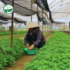 Tạo thêm việc làm cho lao động, đặc biệt là lao động có hoàn cảnh khó khăn