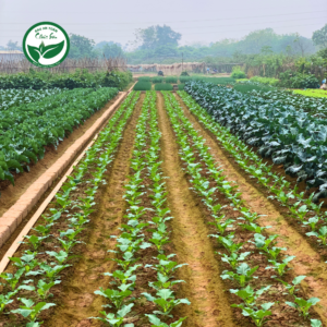 Diện tích sản xuất đạt chứng nhận VietGAP được mở rộng